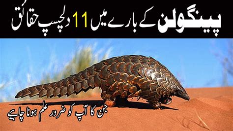 11 Fascinating Facts About Pangolin What Is A Pangolin Pangolin