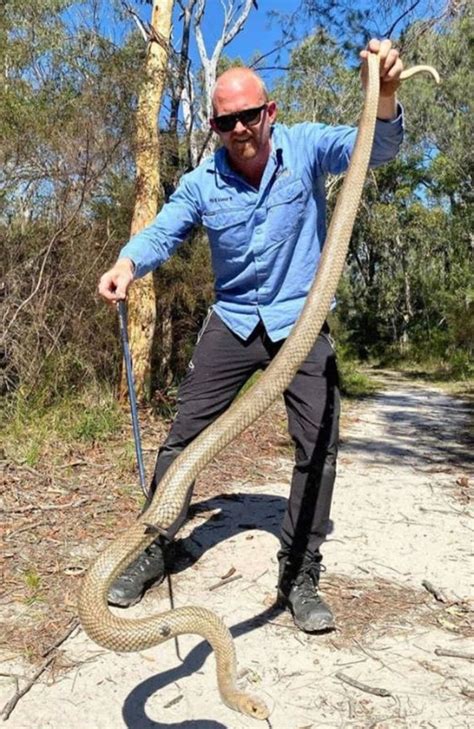 Snake Catcher Reveals Biggest Ever Eastern Brown Snake Catch The