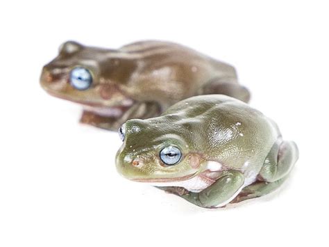 Blue Eyed White S Tree Frog Litoria Caerulea Captive Bred Cbp