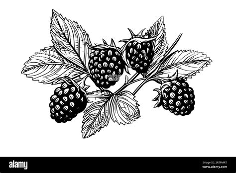 Blackberry Or Raspberry Hand Drawn Ink Sketch Engraving Vintage Style