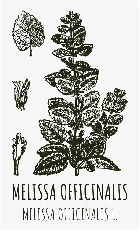 Vector Drawings Of Melissa Officinalis Hand Drawn Illustration Latin