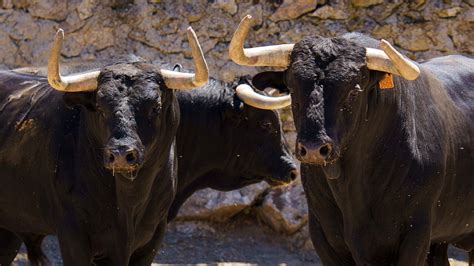 Los Toros De Victoriano Del R O Para Uno De Los Carteles Estrella De