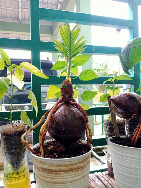 Bonsai Coconut For The Borneo Indonesia Stock Image Image Of