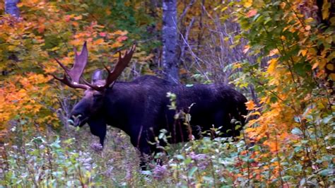 MAINE MOOSE In Rut Talking To Giants YouTube