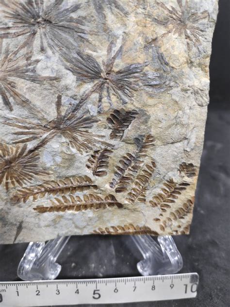 Pianta Carbonifera Su Matrice Originale Annularia Catawiki