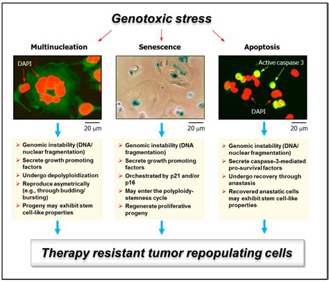 Measuring Apoptosis Using Annexin V And Flow Cytometry Off