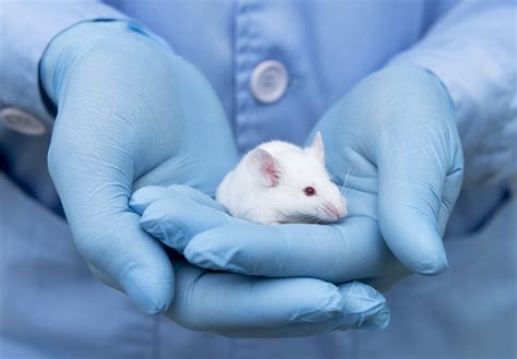 The importance of Mouse Models in Research - NanoString