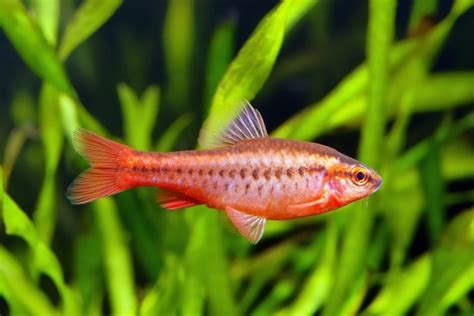 Great Tank Mates For Kissing Gouramis With Pictures Hepper