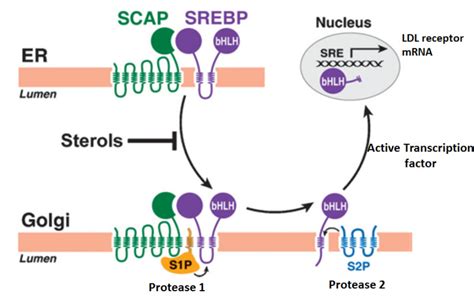 Figure Srebp Pathway Figure Modified From Journal Of Lipid