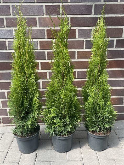 Thuja Smaragd 80 100 cm im großem 3L Topf Buschig XXL online