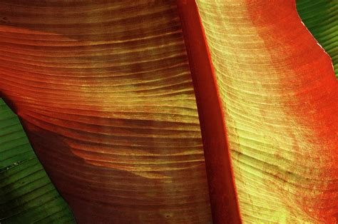 Fire Palm Photograph By Windy Osborn Fine Art America