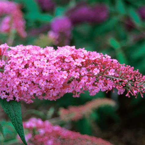 Buddleja Davidii Pink Delight Butterfly Bush Live Plant Pot