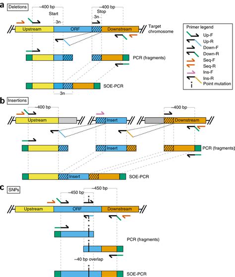 How To Design And Build Synthetic Mutant Alleles A Deletion Alleles