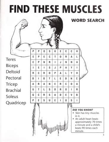 Find These Muscles Word Search Free Printable Puzzle Games