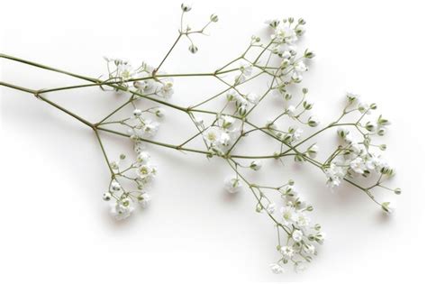 Few Twigs With Small White Flowers Of Gypsophila Babys Breath Isolated