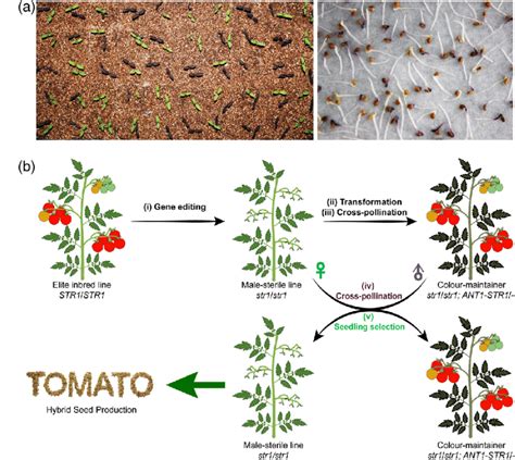 A Biotechnology Based Male Sterility System For Hybrid Seed Production