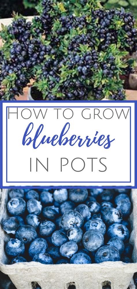 Growing Blueberries In Pots Container Gardening Container Gardening