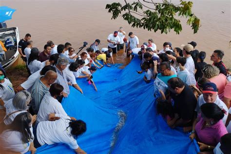 Estado Vai Repovoar Rios Do Paran Mais Milh Es De Peixes