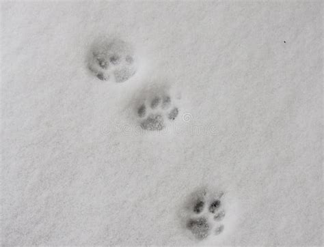 341 Wild Animal Paw Prints Photos - Free & Royalty-Free Stock Photos from Dreamstime