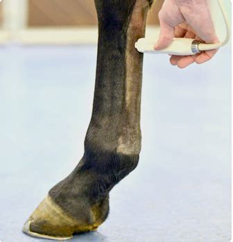 Orthopädie Tierklinik Demmin Tierärztliche Klinik für Pferde mit