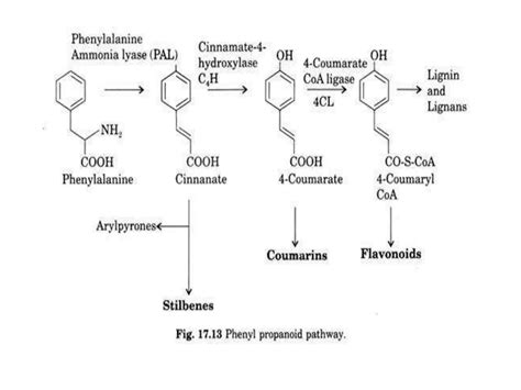 Alkaloids And Phenypropanoids Pathway Metabolic Engineering Of