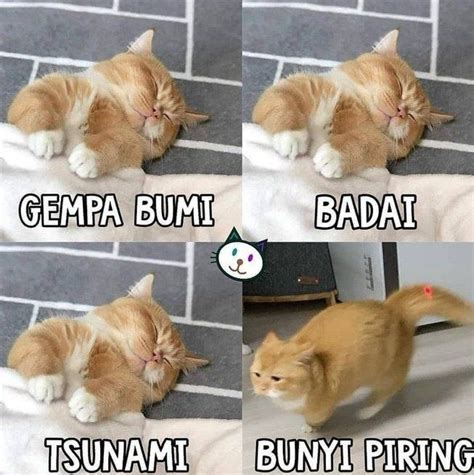 Meme Kebiasaan Tidur Kucing