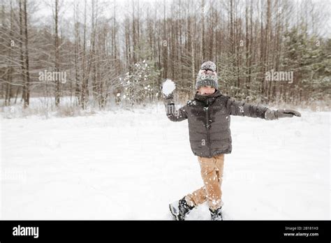 Wolliger schneeball Fotos und Bildmaterial in hoher Auflösung Alamy