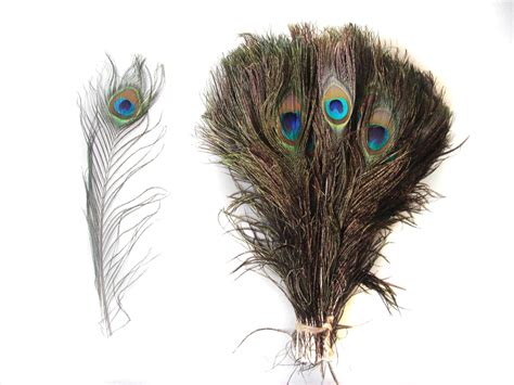 50 Peacock Feathers 10-12inch - Peacock Feathers - Feathers & Boas