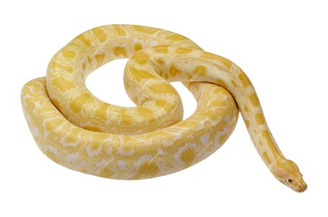 Premium Photo | Yellow snake poisonous