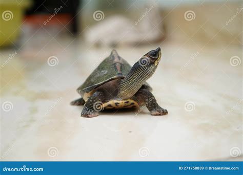 Close Up Of Indian Roofed Turtle Stock Image Image Of Turtle Summer