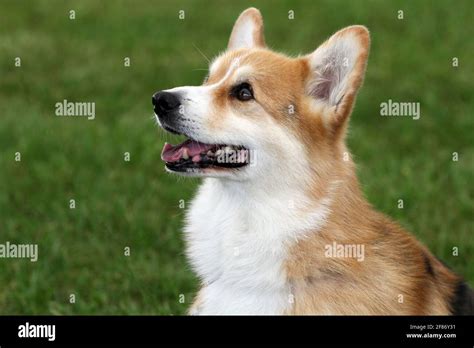 Pembroke Welsh Corgi Stock Photo - Alamy