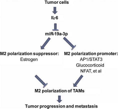 Expression Signatures And Roles Of Micrornas In Inflammatory Breast