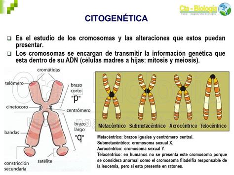 Biolog A Did Ctica Ingenier A Ana Citogen Tica Humana