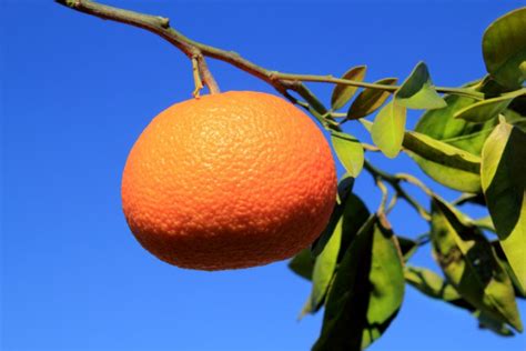 Branch Orange Tree Fruits Green Leaves In Spain Stock Photo By