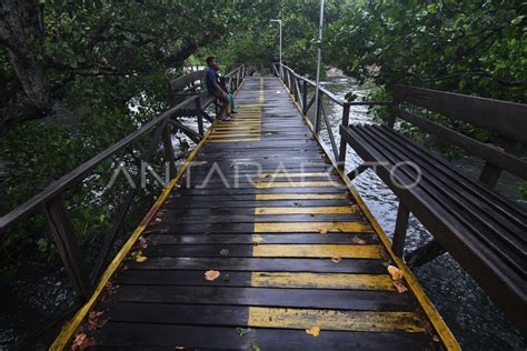 Pelestarian Hutan Mangrove Di Kawasan Lingkar Tambang Antara Foto