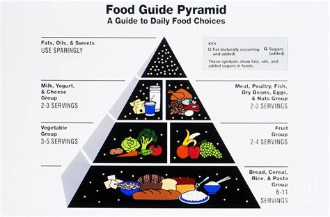 Large Printable Food Pyramid Porn Sex Picture