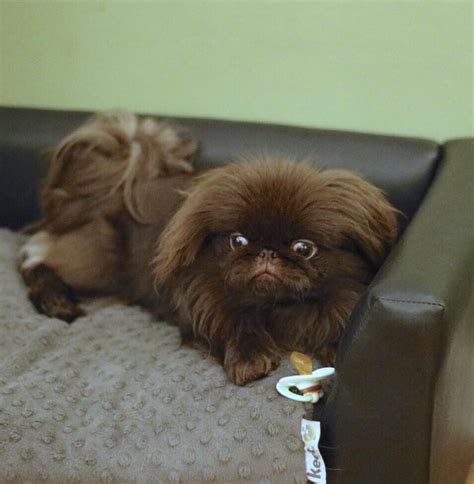 Chocolate Pekingese Puppy In Cumbernauld Glasgow Gumtree