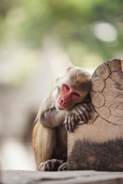 Premium Photo Monkey Looking Away While Sitting Outdoors