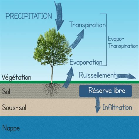 Processus Cologiques Les Flux D Eaux Dans Le Sol