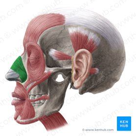 Nasalis: Origin, insertion, innervation, action | Kenhub