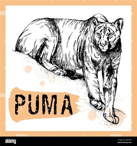 Puma Concolor Stock Vektorgrafiken Kaufen Alamy