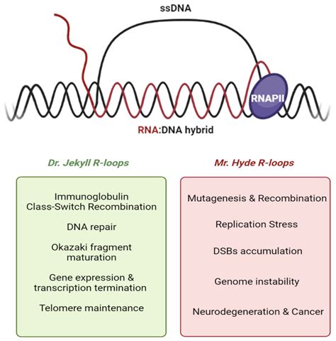 Ijms Free Full Text R Loops And Its Chro Mates The Strange Case Of