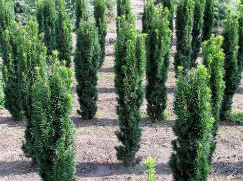 Schmale S Uleneibe Taxus Baccata Fastigiata Robusta Cm Im