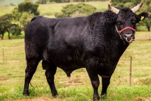 Entenda A Diferen A Entre Carnes Das Ra As Nelore Angus E Wagyu