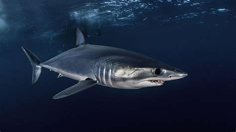 Mako Ing History Uncovering Mako Shark Movements In The Gulf Of Mexico