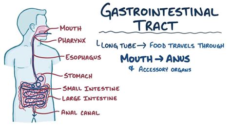 Anatomy And Physiology Of The Gastrointestinal System Notes Diagrams