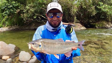 Pesca de Sabaleta con Mosca en un río que hace años no Pescaba Nadie