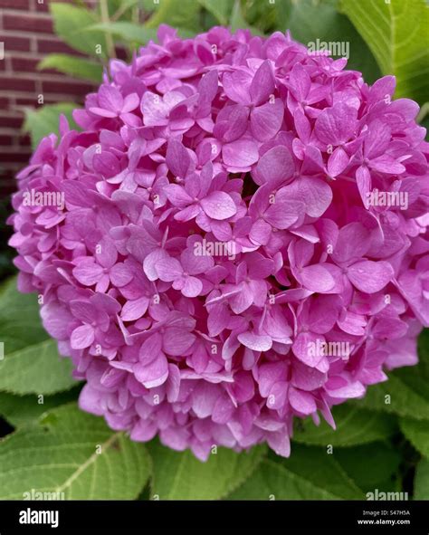 Large Hydrangeas Hi Res Stock Photography And Images Alamy