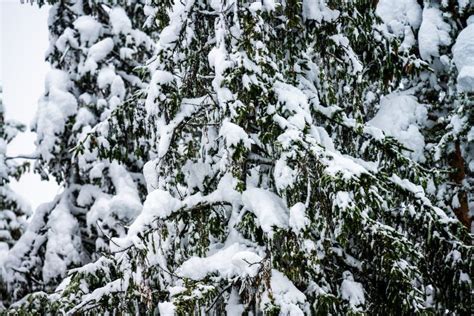 Heavy Snow Weighing Down Tree Branches Stock Image Image Of January