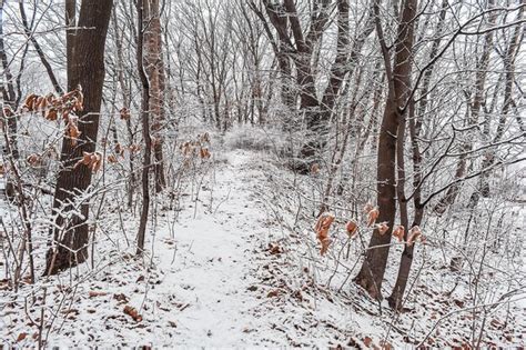 O Parque Coberto Por Uma Fina Camada De Neve No Inverno O Parque